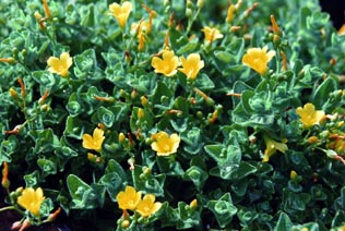 Hypericum helodes